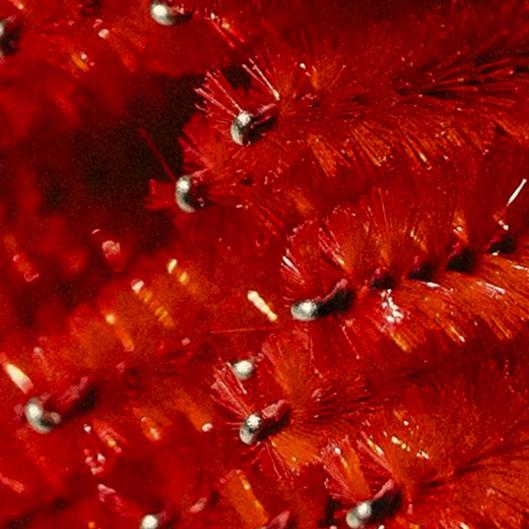 3 volume lash fills 1 free